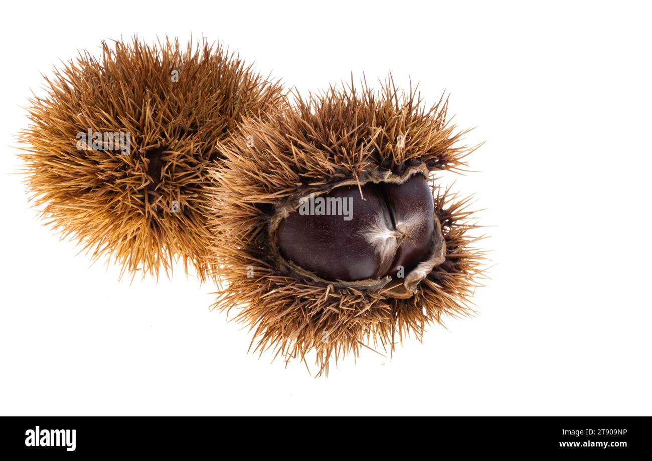 edible chestnuts isolated on white background Stock Photo