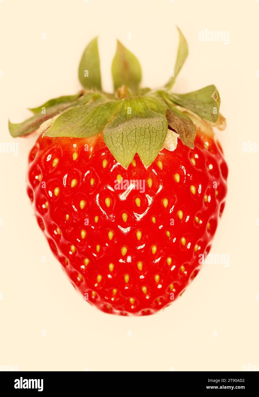 Fragaria × ananassa 'Strawberry' FRUIT Stock Photo