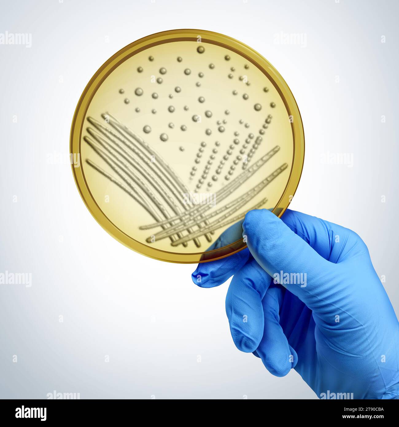 Hand Holding A Petri Dish as a scientist or biologist with a cultured growth of fungus as a science symbol for researching microbiology Stock Photo