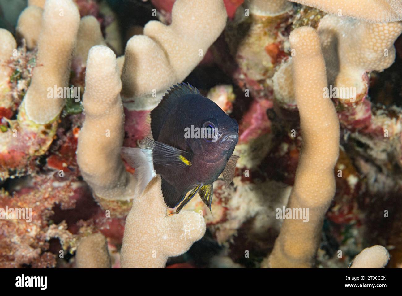 white-tail chromis, Pycnochromis leucurus = Chromis leucura, among branches of finger coral, Porites compressa, Ho'okena, South Kona, Hawaii, USA Stock Photo