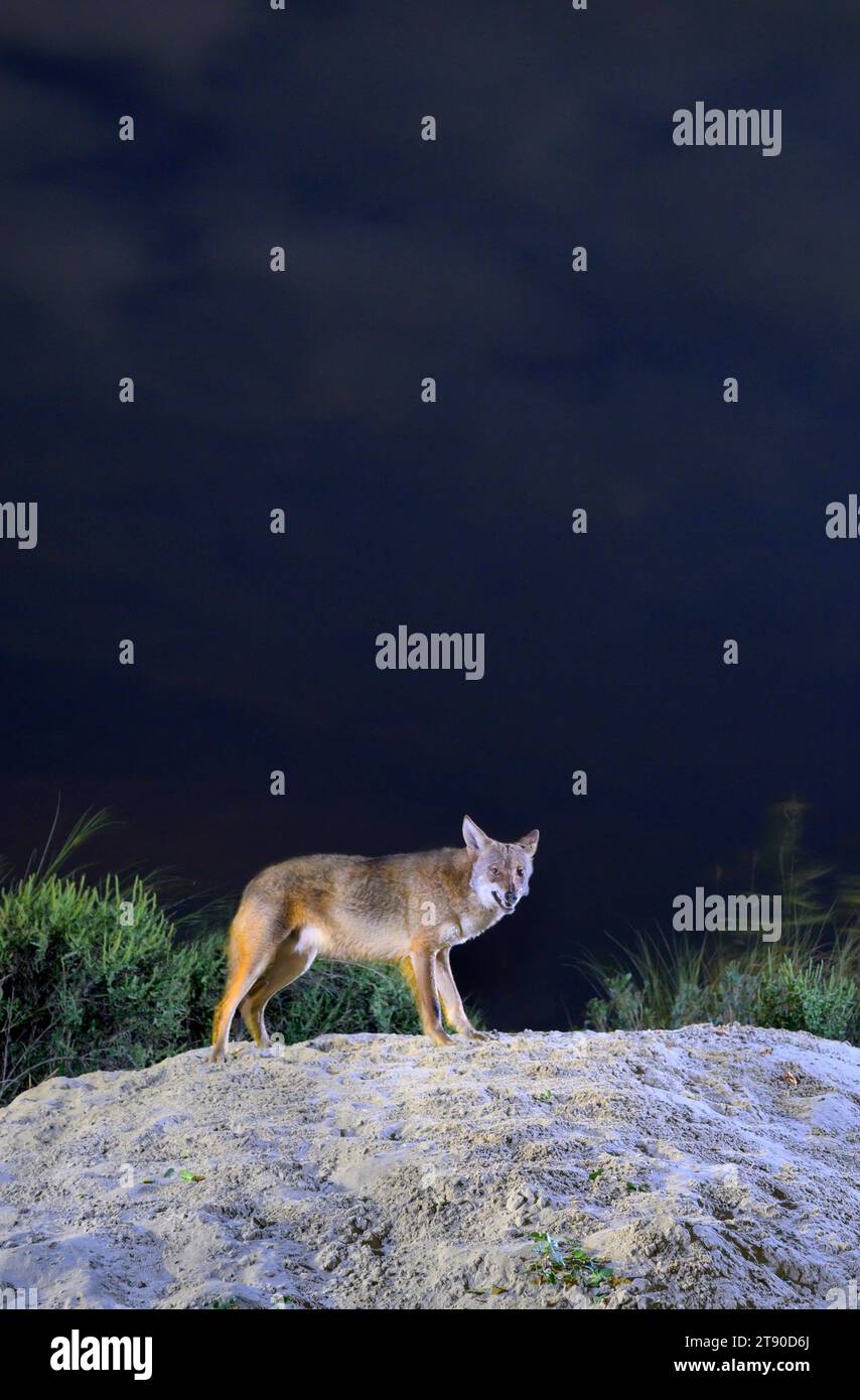 Coyote (Canis latrans) on sand dune at night, Galveston, Texas, USA