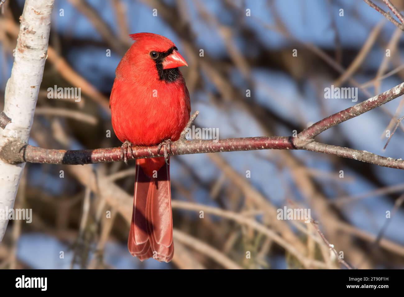 Minnesota Cardinal Male Northern Cardinal (Cardinalis cardinalis) perched on the branches ...