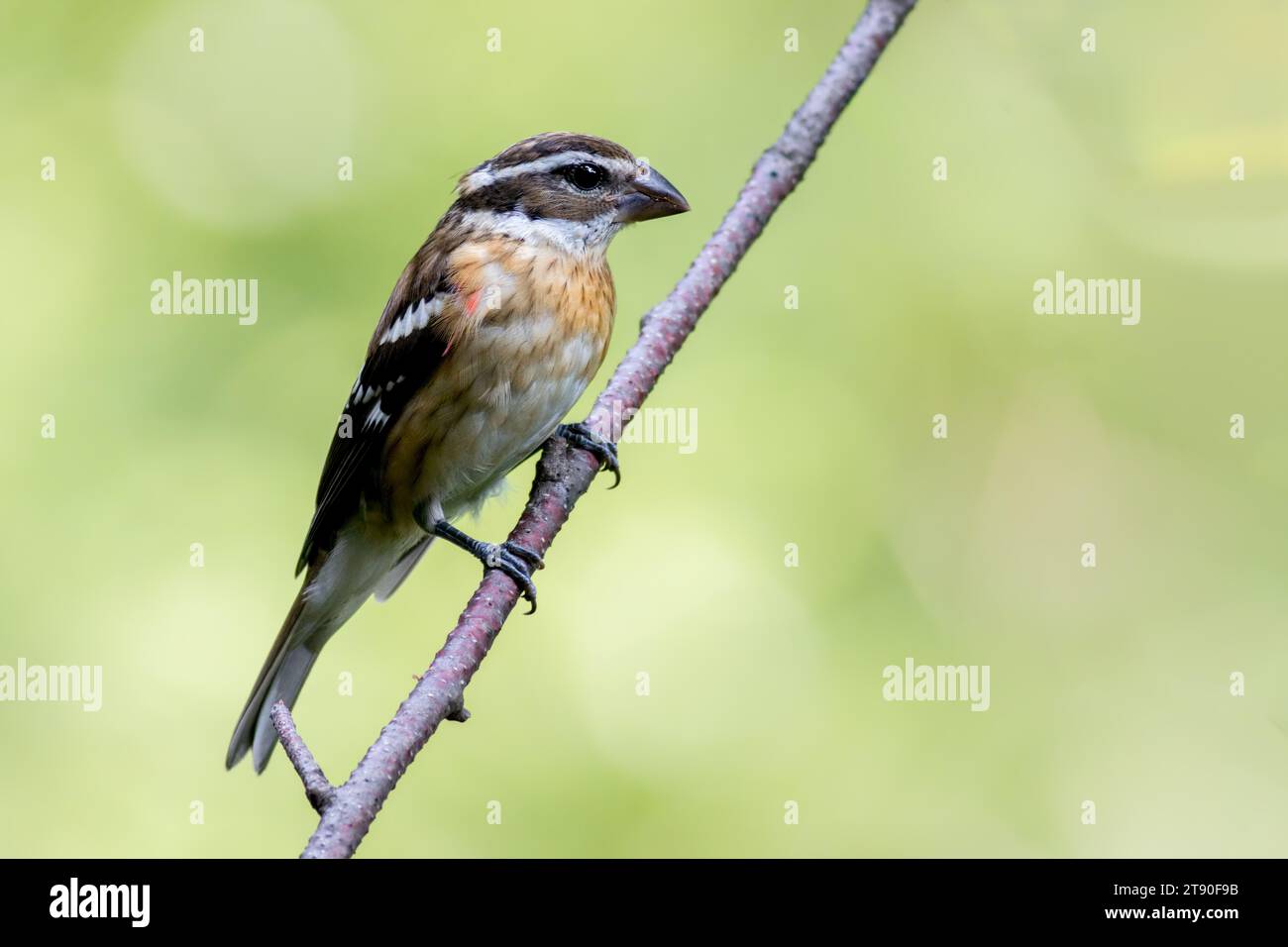 Female Rose-Breasted Grosbeak (Pheucticus ludovicianus)  perched on the branch of a Birch tree in Chippewa National Forest, northern Minnesota USA Stock Photo