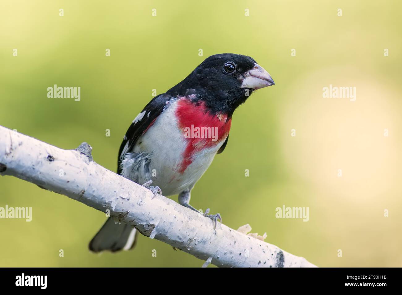 Male Rose Breasted Grosbeak (Pheucticus ludovicianus) perched on Birch tree branch in Chippewa National Forest, northern Minnesota USA Stock Photo