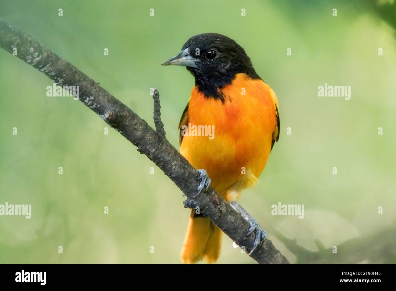 Close up Male Baltimore Oriole (Icterus galbula) perched on tree branch in the Chippewa National Forest, northern Minnesota USA Stock Photo