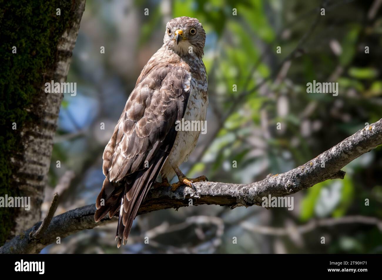 Close up Sharp Shinned Hawk (Accipiter striatus) perched on dead tree branch in the Chippewa National Forest, northern Minnesota USA Stock Photo