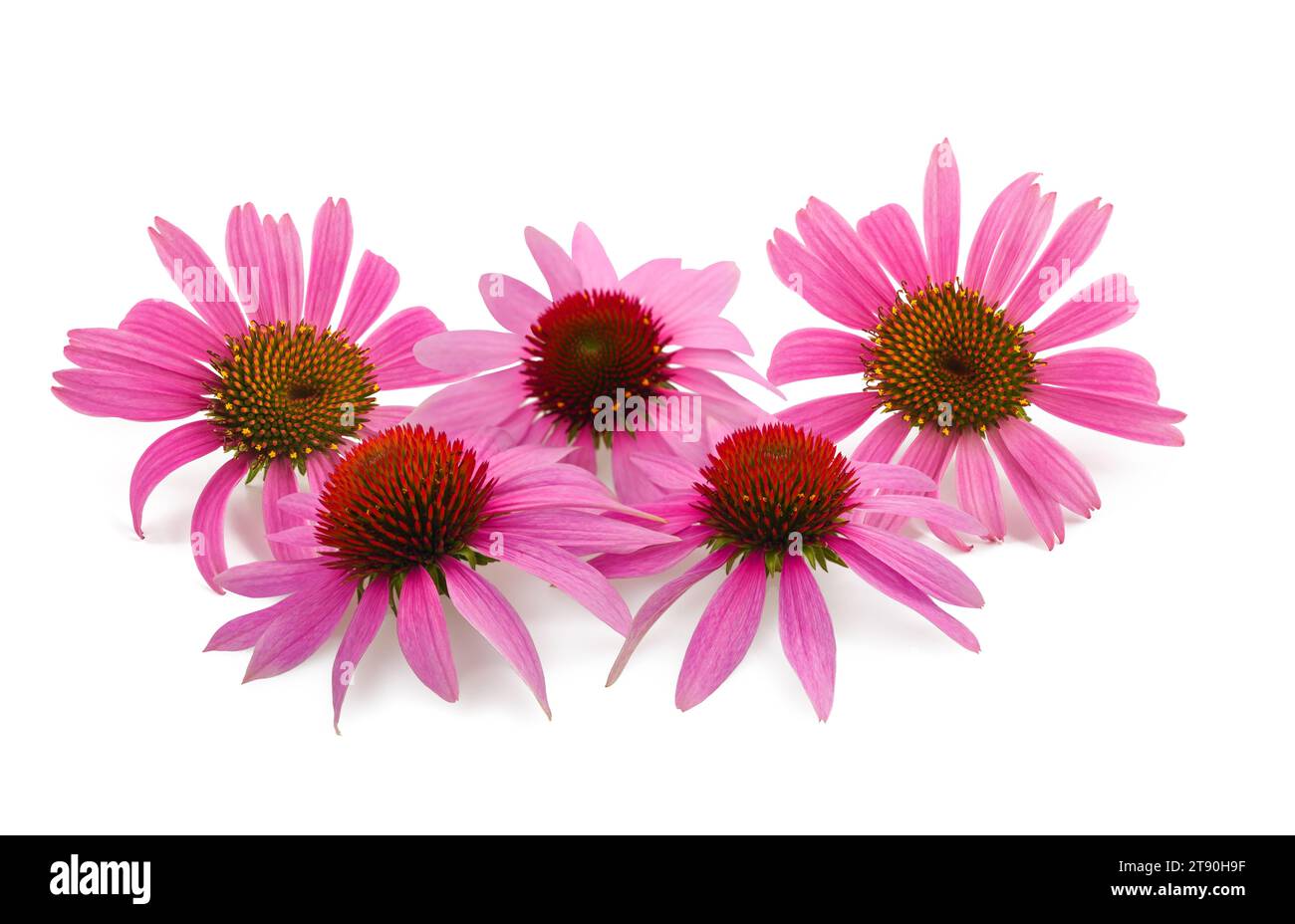 Echinacea flowers group isolated on white background Stock Photo