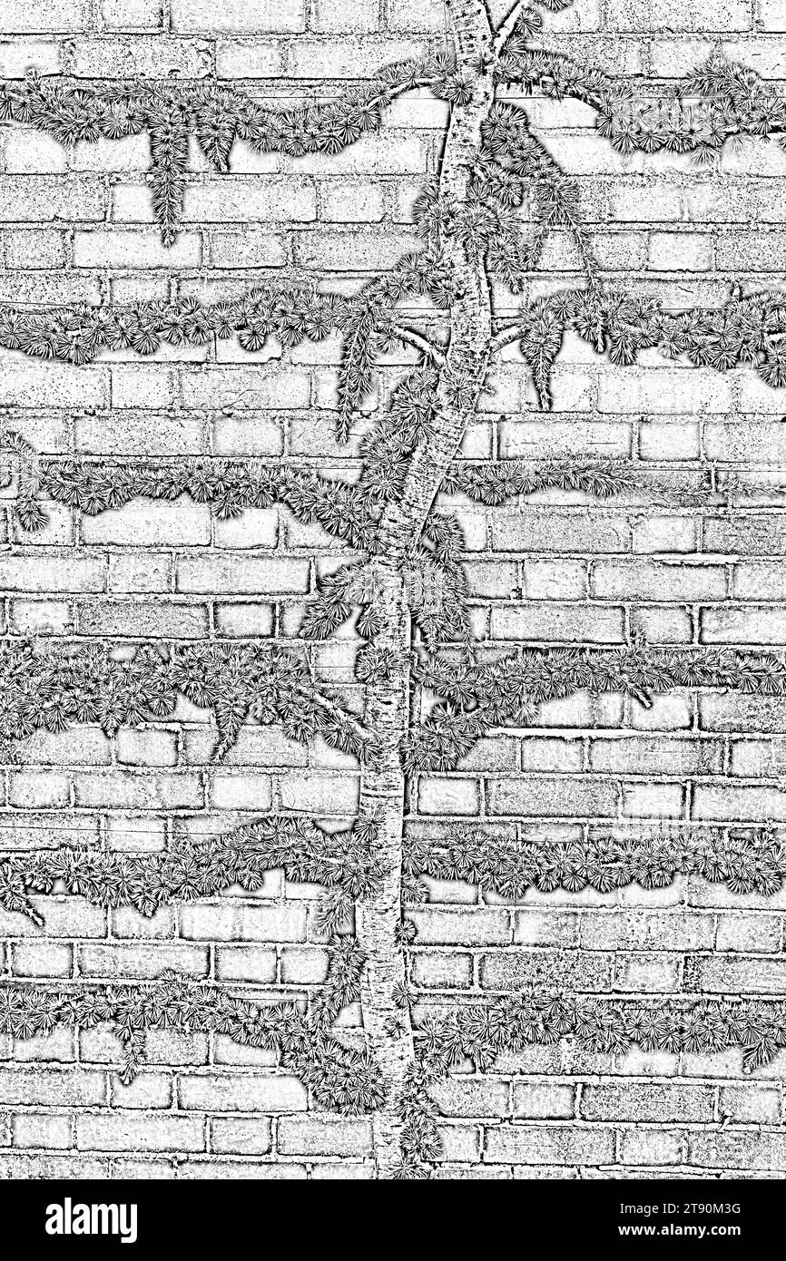 Closeup illustration espalier trained cedrus atlantica glauca pendula seen against a brick wall. Stock Photo