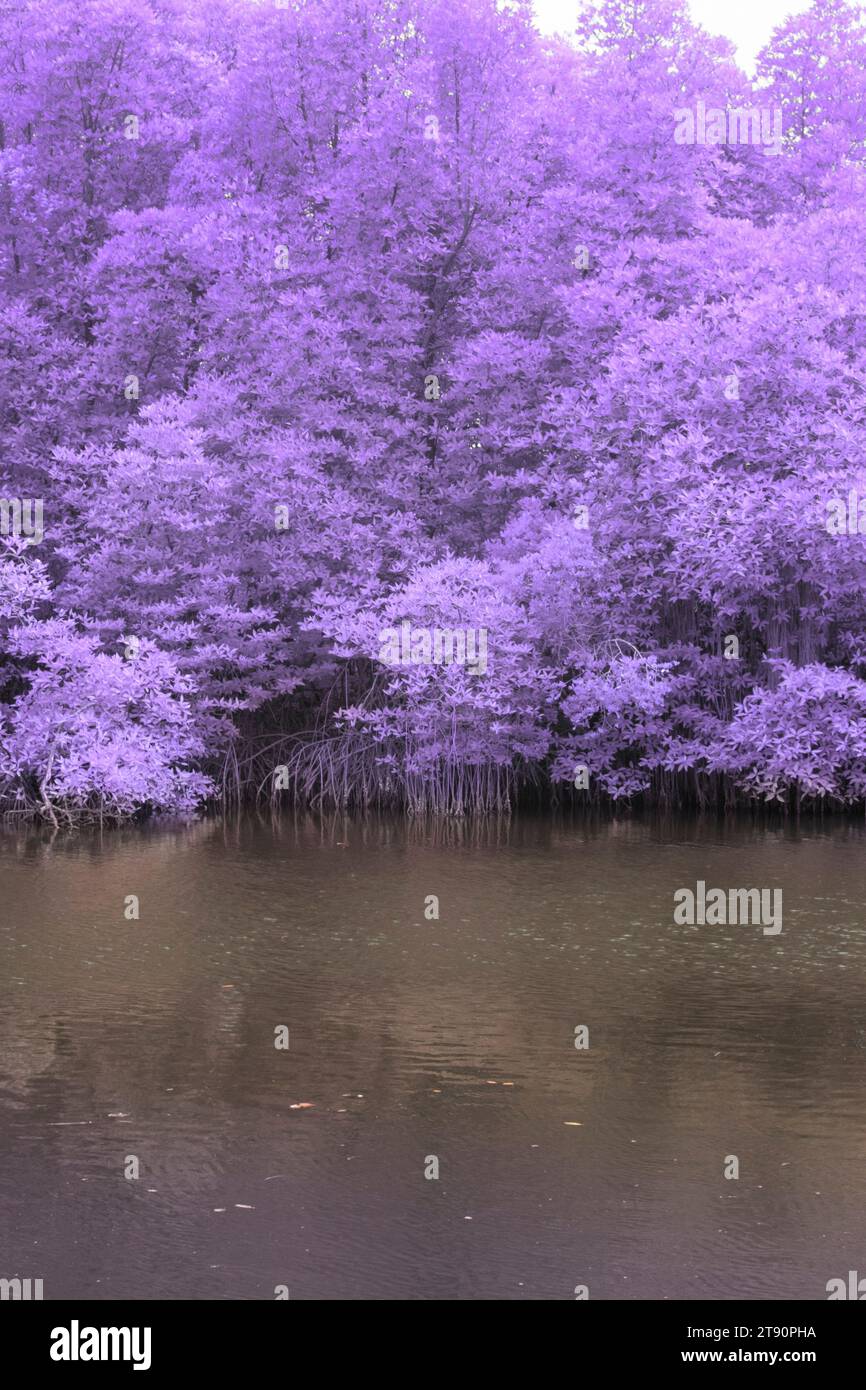 grungy infrared image of the mangrove roots in the muddy seaside. Stock Photo
