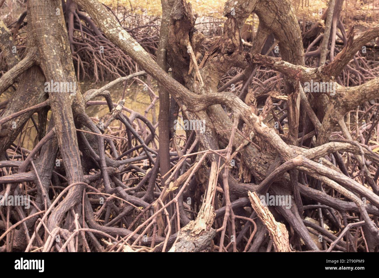 grungy infrared image of the mangrove roots in the muddy seaside. Stock Photo
