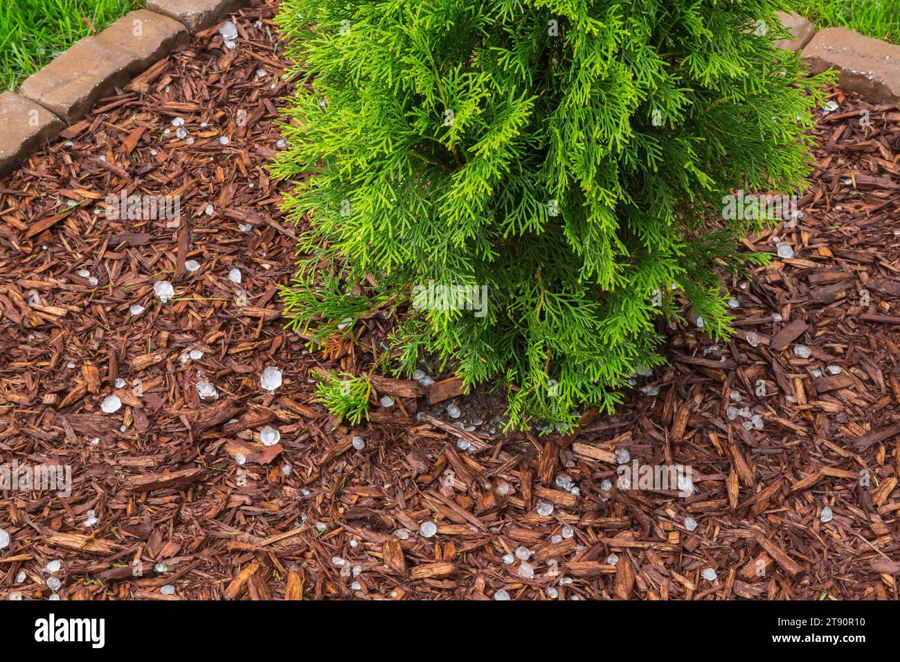 Thuja occidentalis 'Smaragd' - Cedar tree in stone edged brown mulch border with hail pellets in summer. Stock Photo