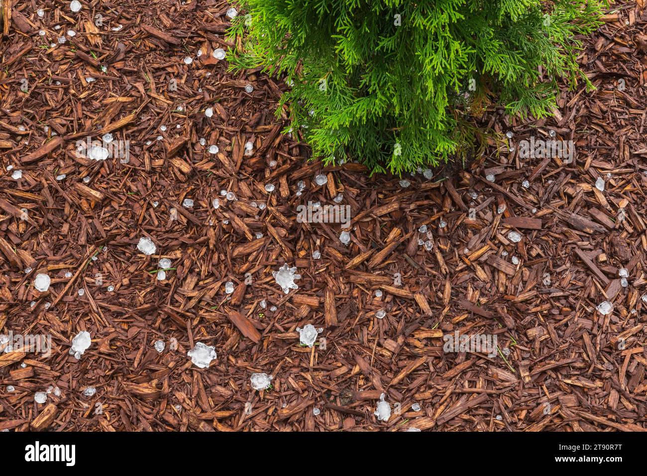 Thuja occidentalis 'Smaragd' - Cedar tree in brown mulch border with hail pellets in summer. Stock Photo