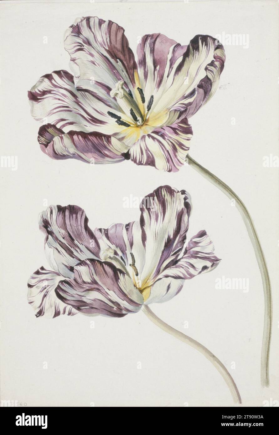 Tulipa gesneriana (Didier's Tulip), 1815, Unknown Austrian, 19th century, 13 3/4 x 8 5/8 in. (34.93 x 21.91 cm) (image)14 1/4 x 9 7/8 in. (36.2 x 25.15 cm) (sheet), Watercolor over graphite, Austria, 19th century Stock Photo
