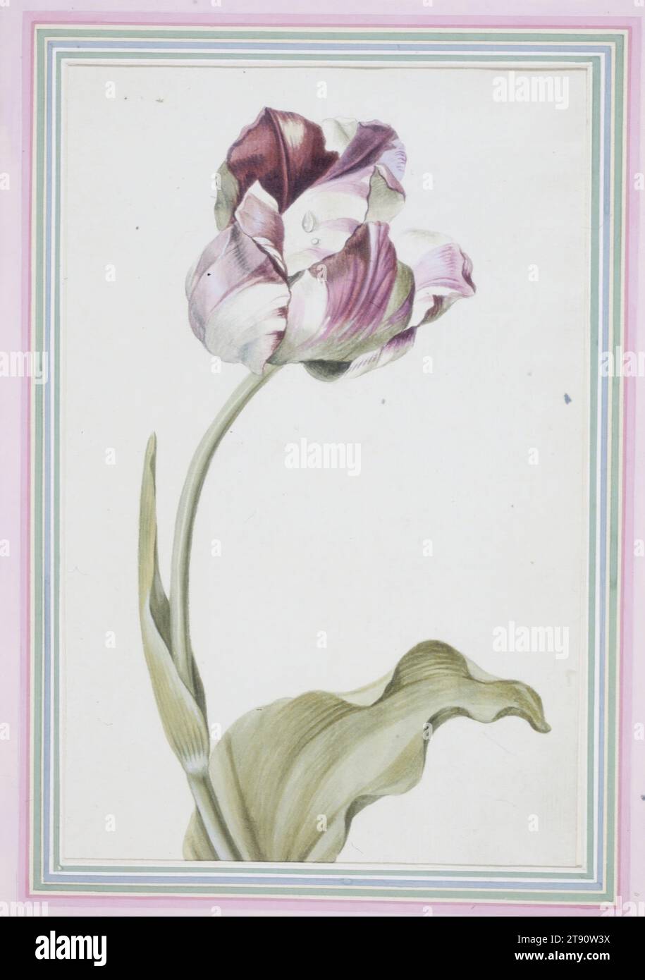 Tulipa gesneriana (Didier's Tulip), 1816, Josepha Tusch, Austrian, active 1810-1816, 11 1/4 x 5 1/4 in. (28.58 x 13.34 cm) (image)12 3/4 x 8 11/16 in. (32.39 x 22.07 cm) (sheet), Watercolor, Austria, 19th century Stock Photo