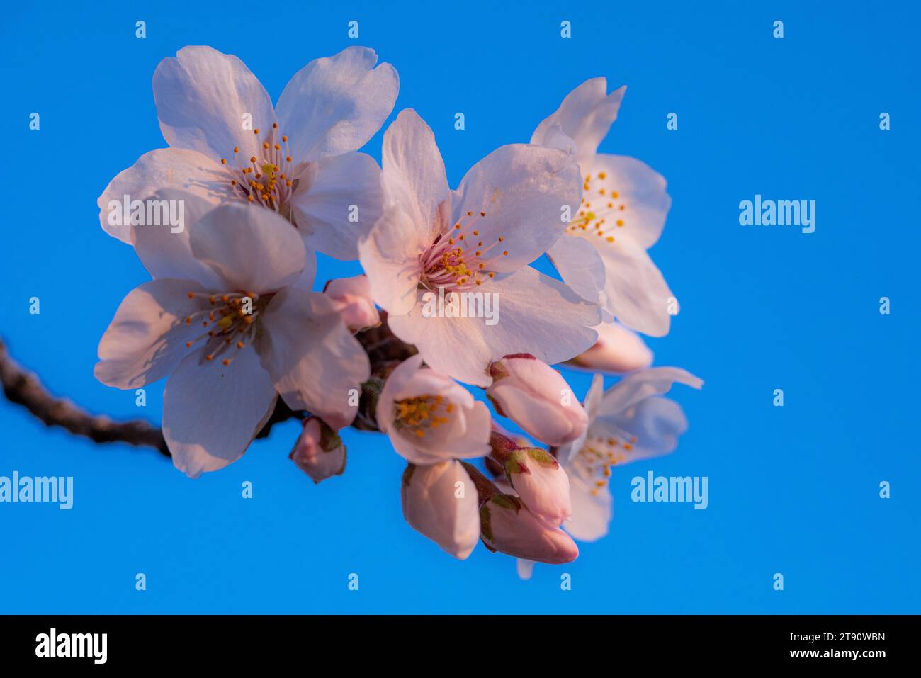 Japanese sakura flower hi-res stock photography and images - Alamy