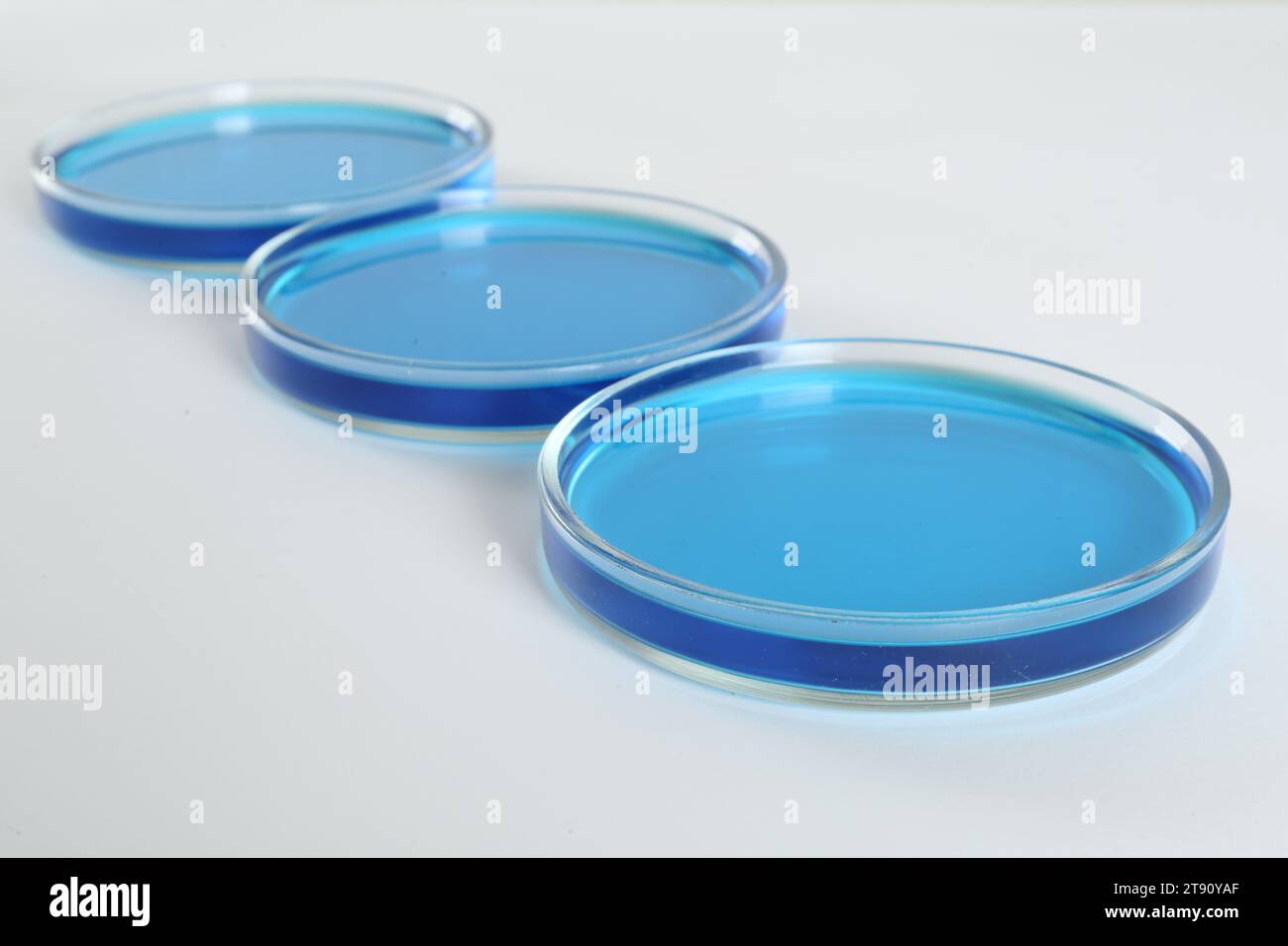 Petri dishes with light blue liquid on white background Stock Photo - Alamy