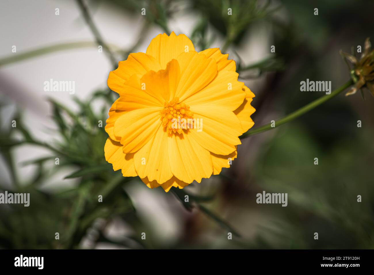 Cosmos flower blurred background hi-res stock photography and images ...
