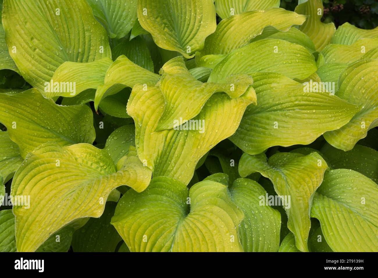 Hosta 'Birchwood Parky's Gold' with raindrops in summer. Stock Photo
