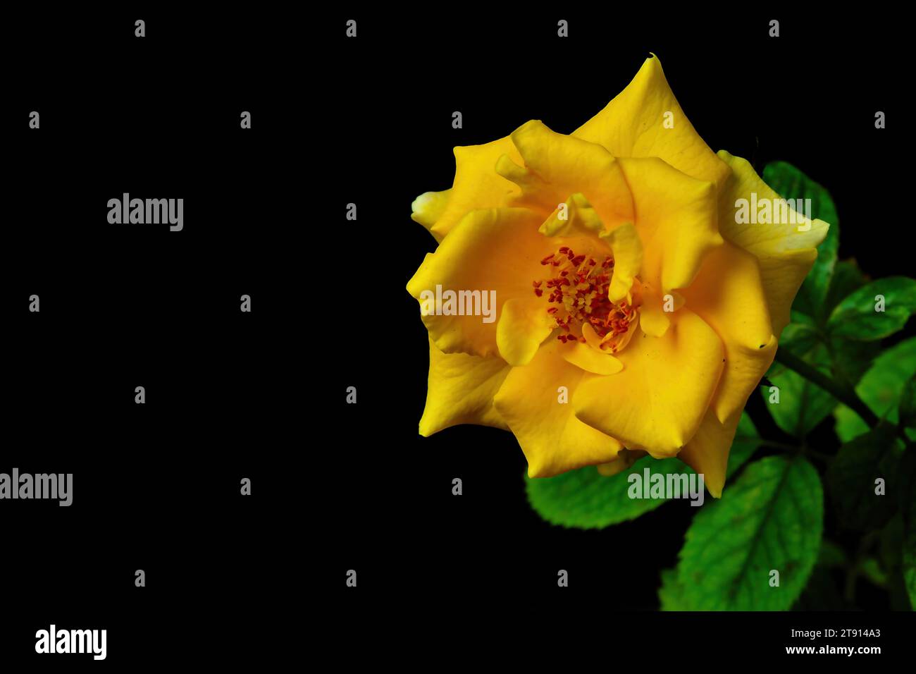 Photo of a yellow rose up close hi-res stock photography and images - Alamy