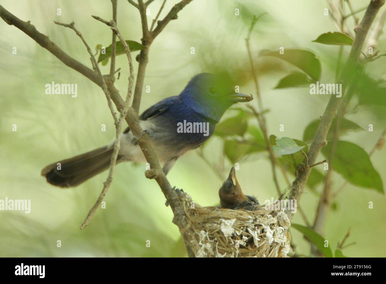 Birds of Sri Lanka in the Wild, Visit Sri Lanka Stock Photo