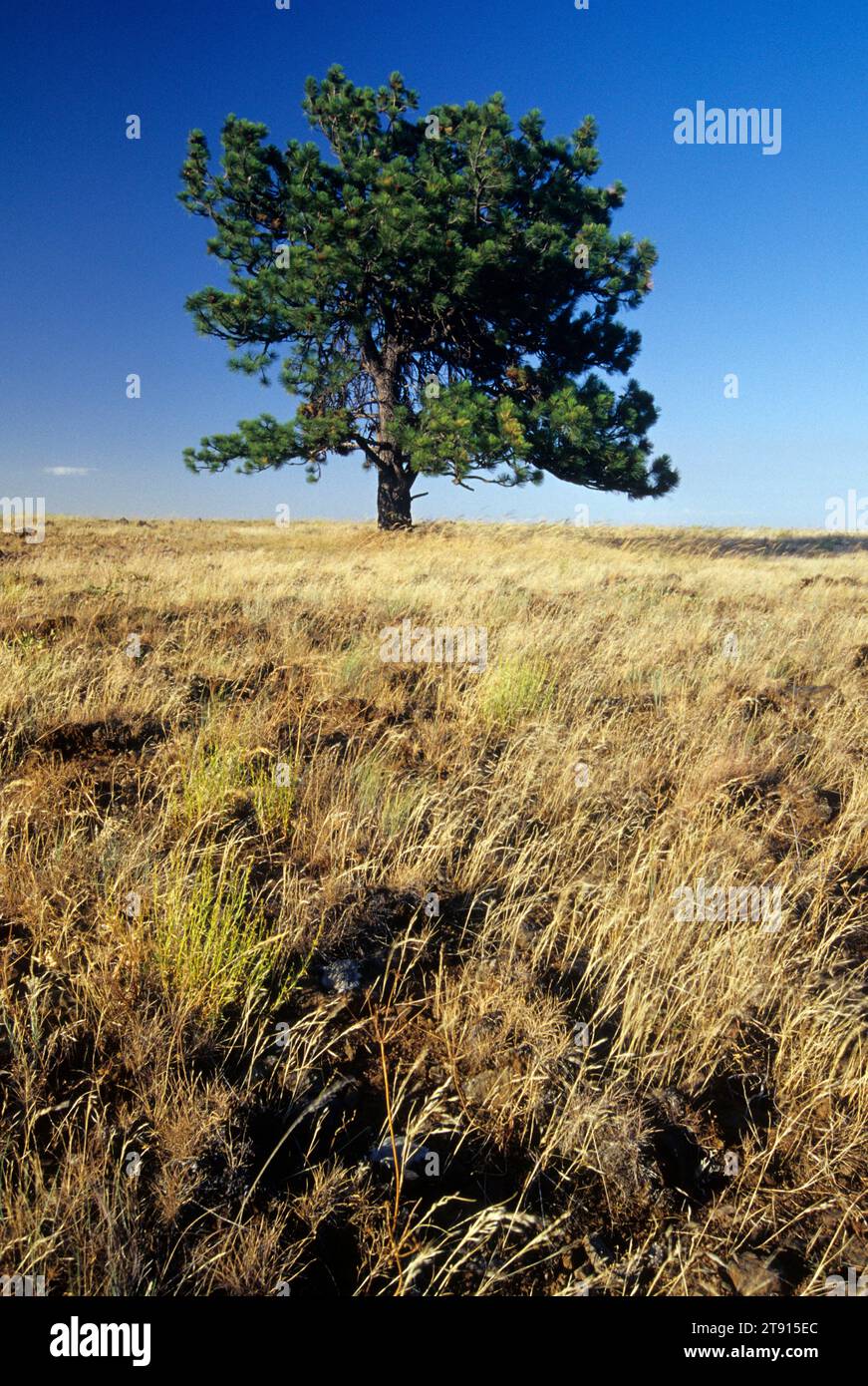 Lone pine near Ukiah, Blue Mountain National Scenic Byway, Oregon Stock Photo