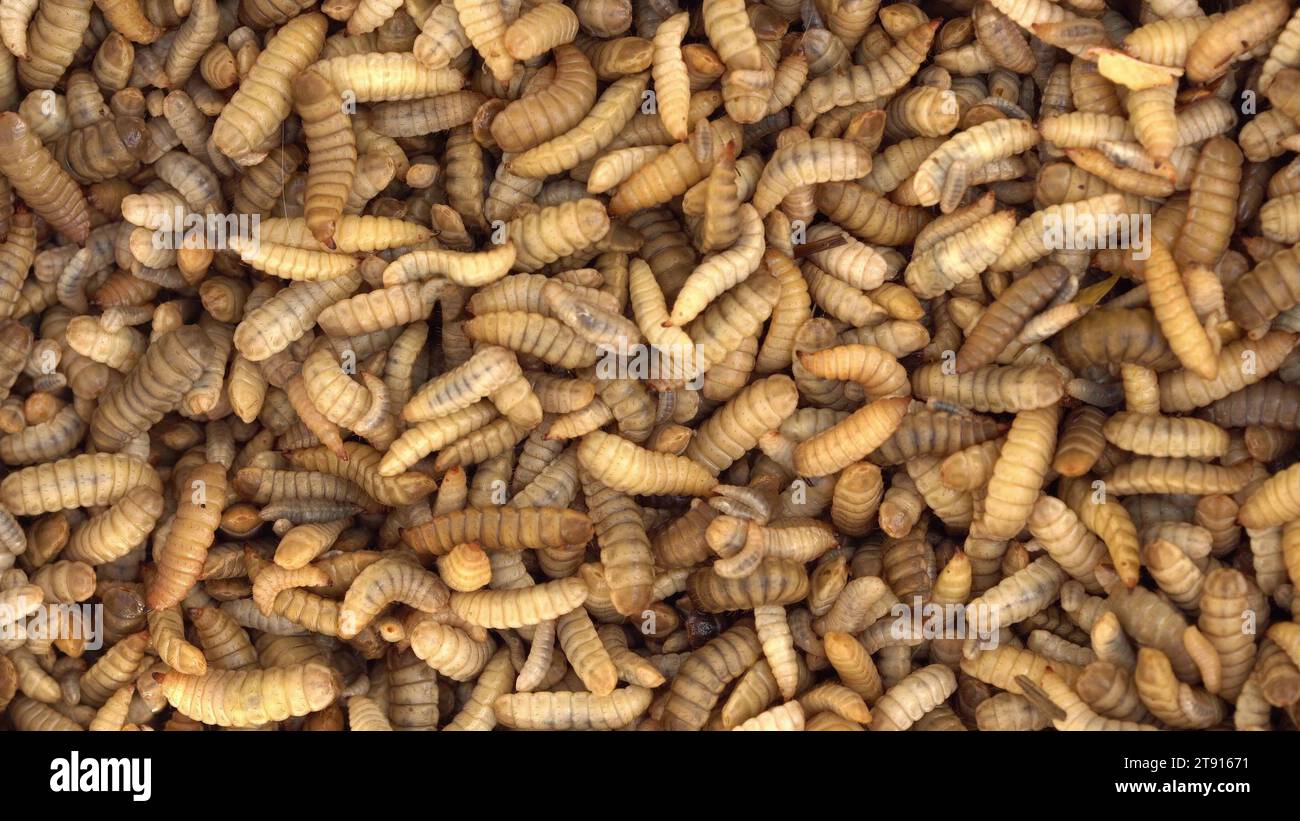 Black soldier fly larvae are used as animal feed. Maggot being harvested at one of the insect farms for fish and poultry feed Stock Photo