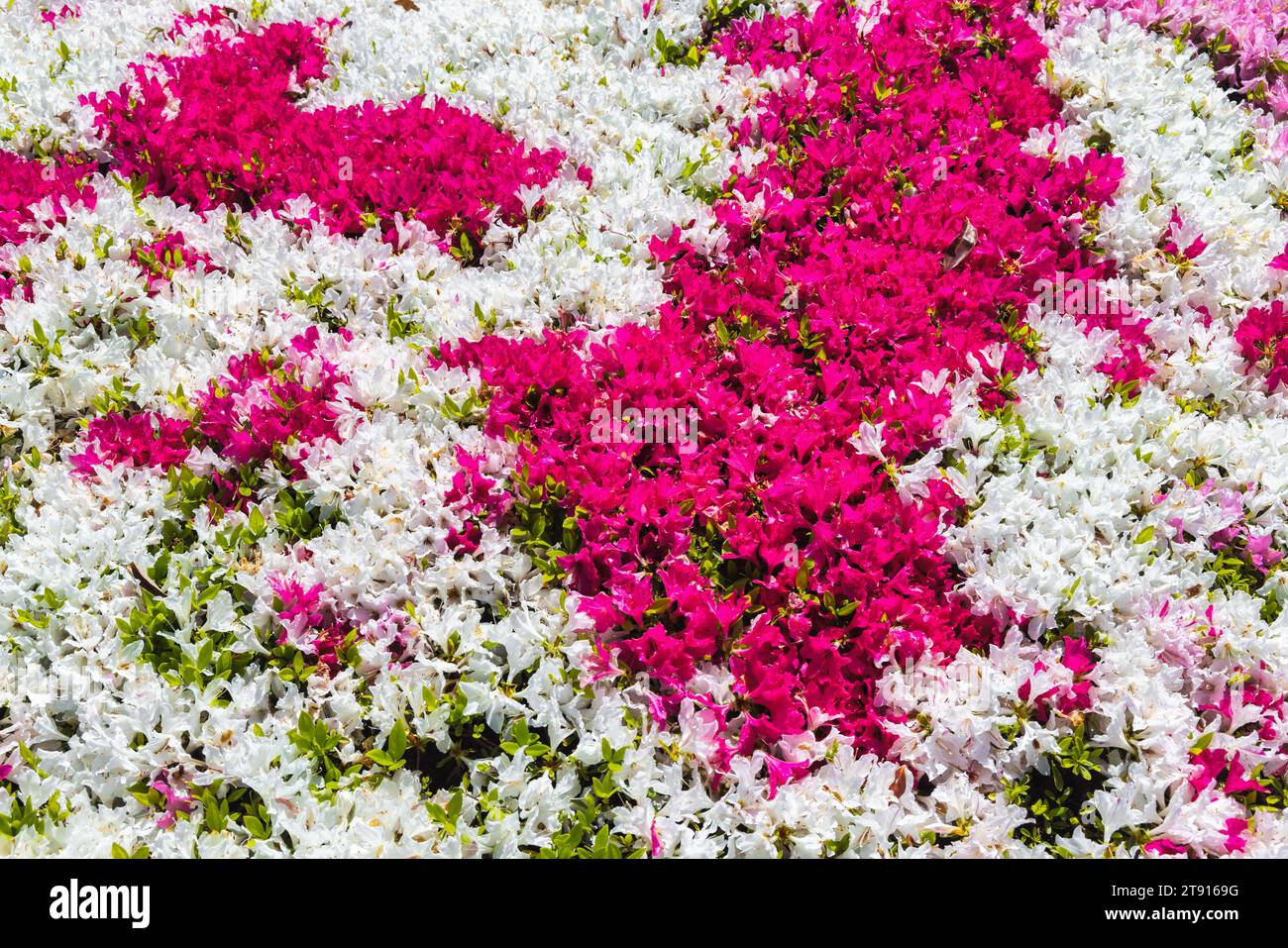 Image of an abundance of azalea flowers in different colors Stock Photo ...