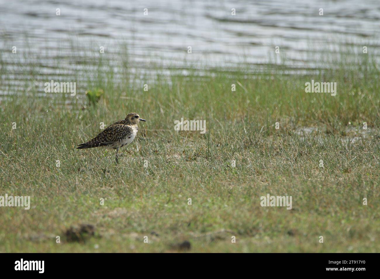 Birds of Sri Lanka in the Wild, Visit Sri Lanka Stock Photo