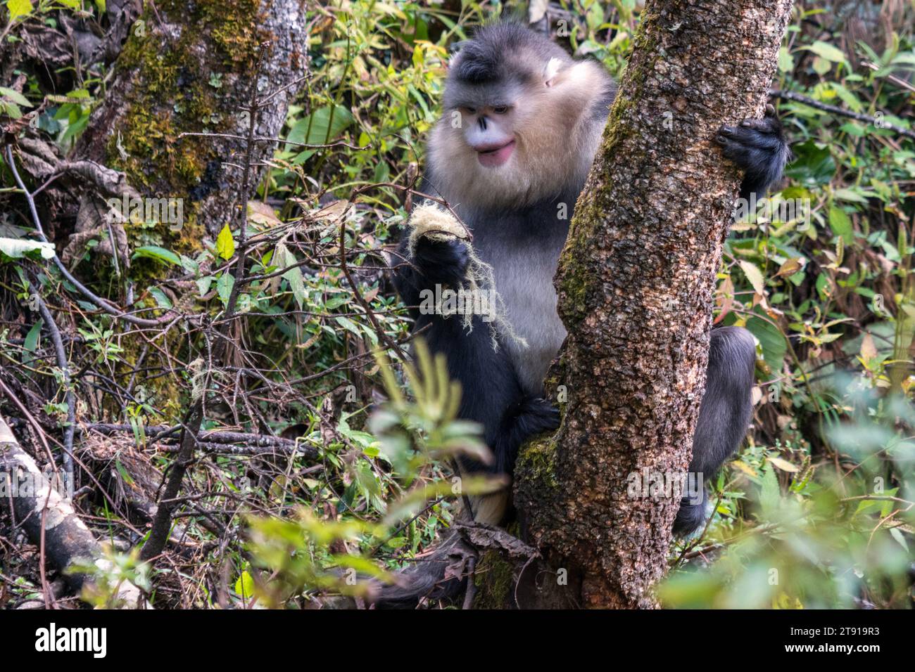Yunnan Black Snub-Nosed Monkey (Rhinopithecus Bieti) Stock Photo