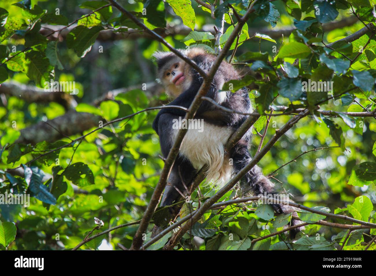 Yunnan Black Snub-Nosed Monkey (Rhinopithecus Bieti) Stock Photo