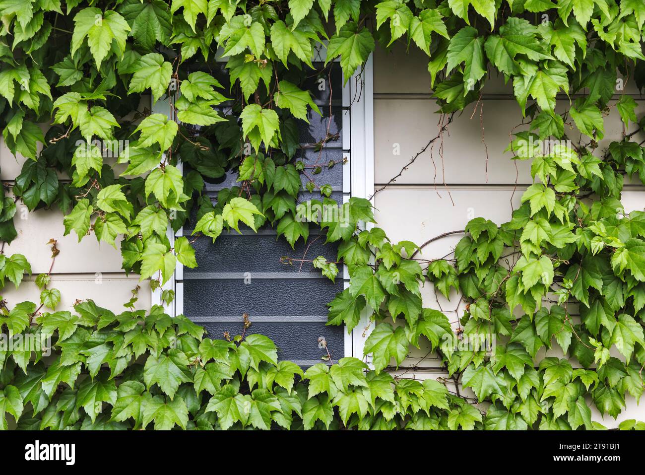 picture of a window covered with vines on an old house Stock Photo