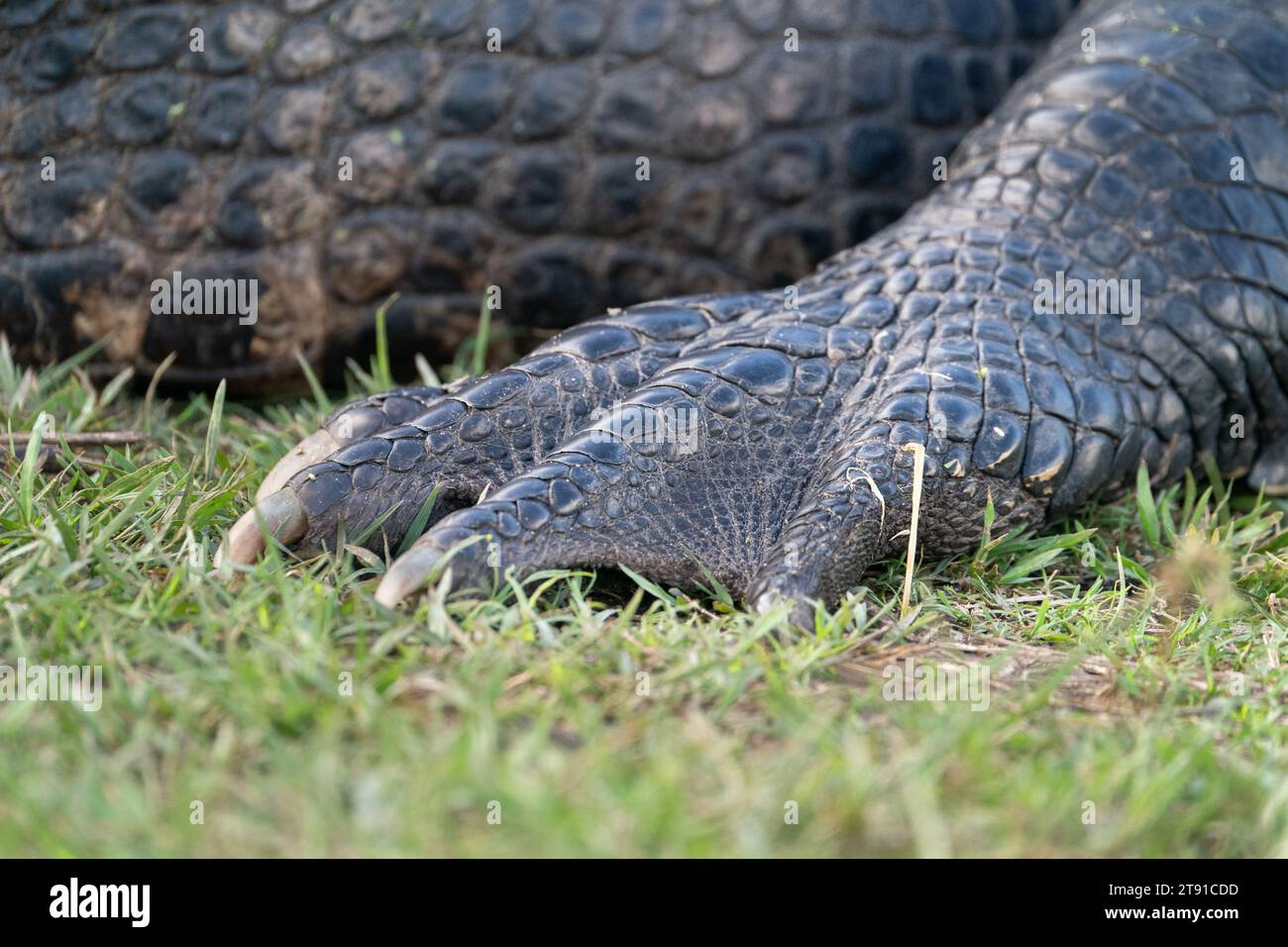 The foot of a massive American alligator in Polk County, Florida. Stock Photo