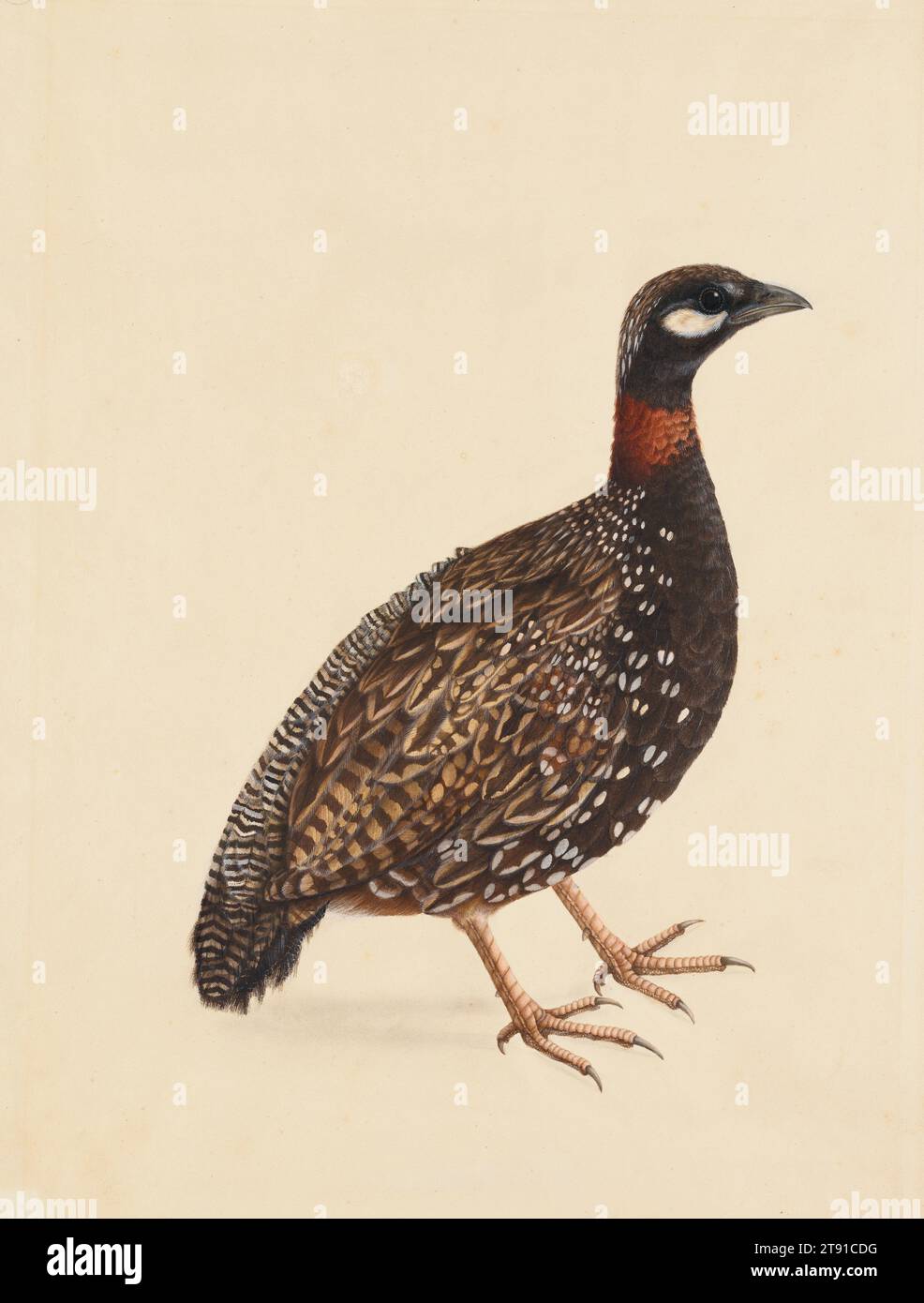 A Black Partridge, c. 1800, Company School, 14 3/4 x 11 3/8 in. (37.47 x 28.89 cm) (outer frame), Opaque watercolor on paper, India, 18th-19th century, 'Company school' refers to a style of Indian painting that developed during the last quarter of the eighteenth century. With the decline of Mughal nobility at that time, Indian artists naturally turned to their British rulers for patronage. This attempt on the part of artists to work in a mixed Indo-European style that would appeal to resident Europeans employed by the various East India trade companies gave rise to the name 'company school Stock Photo