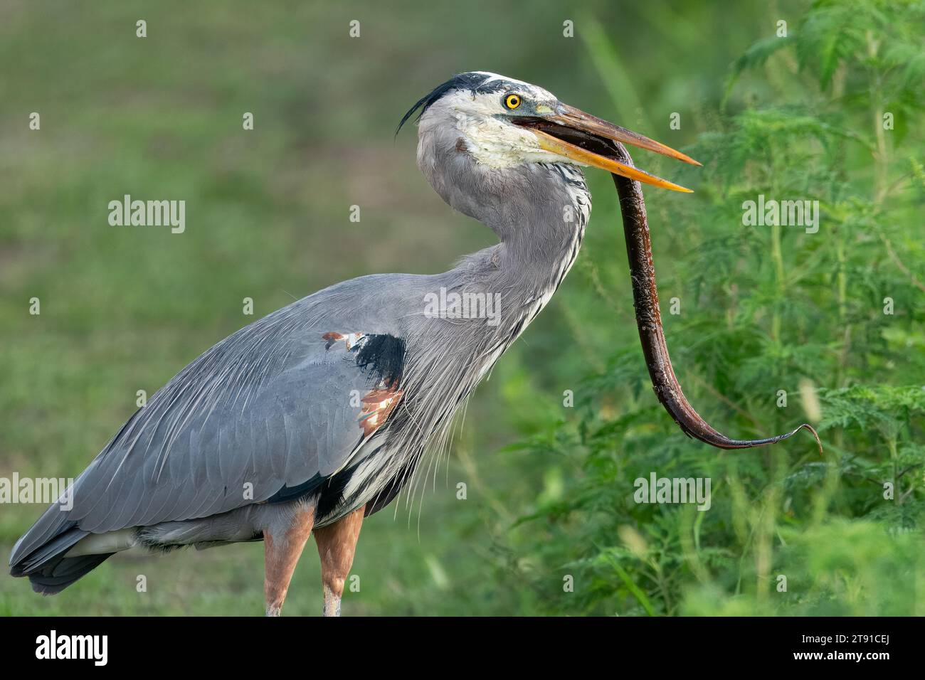 A great blue heron eating a swamp eel. Stock Photo