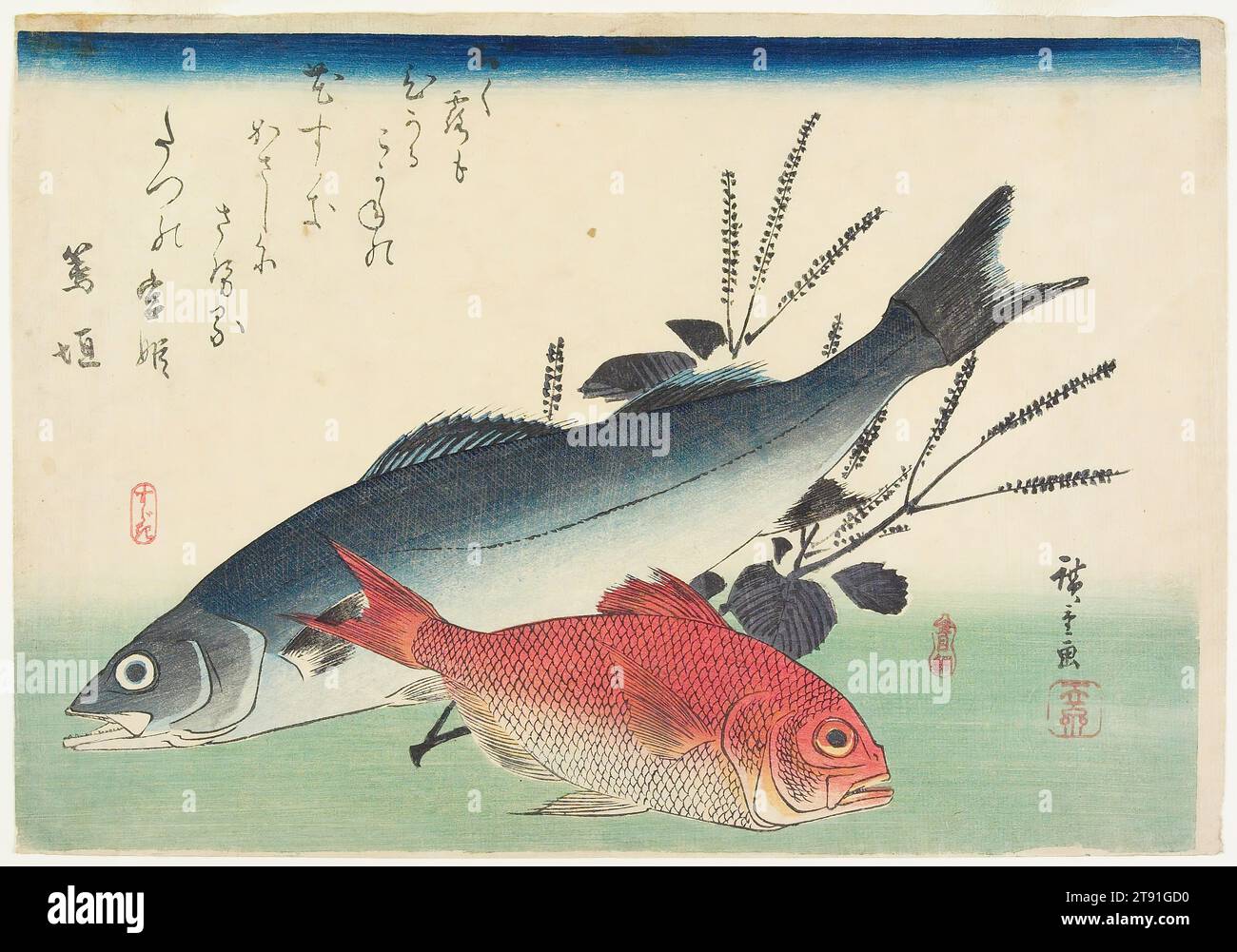 Sea Bass and Splendid Alfonsino, c. 1840-1842, Utagawa Hiroshige; Publisher: Maruya Jinpachi, Japanese, 1797 - 1858, 9 15/16 × 14 3/8 in. (25.2 × 36.5 cm) (image, horizontal ōban), Woodblock print (nishiki-e); ink and color on paper, Japan, 19th century Stock Photo