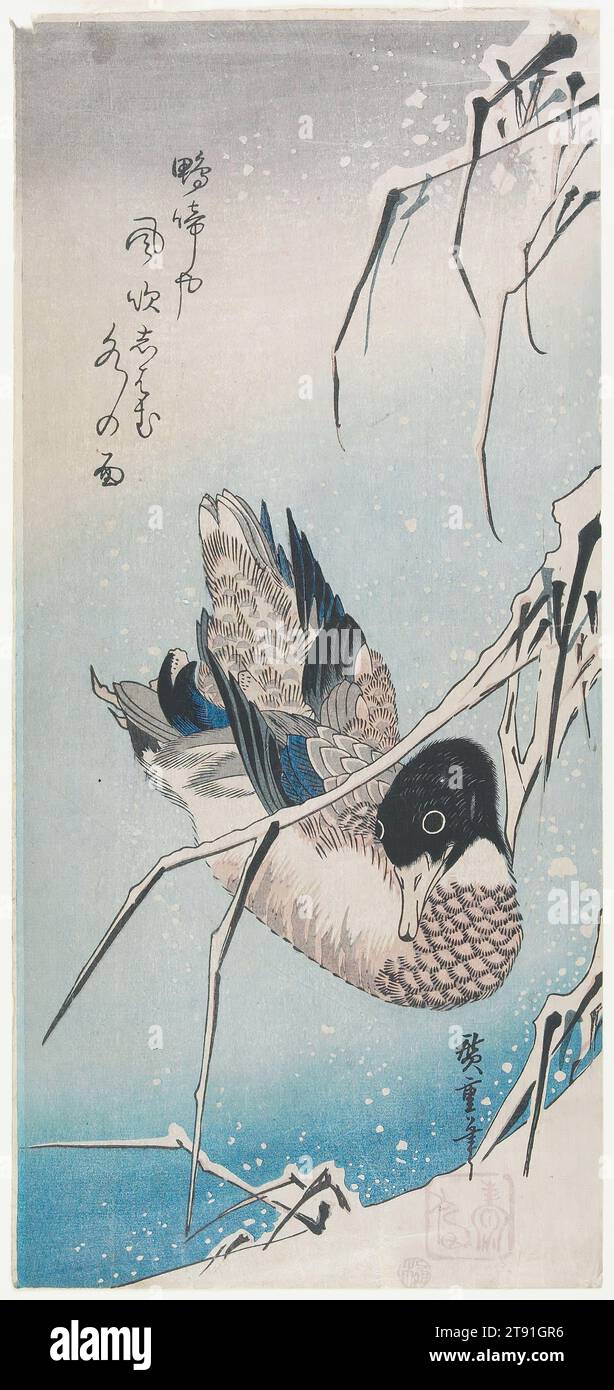 Mallard Duck and Snow-covered Reeds, c. 1832-1834, Utagawa Hiroshige, Japanese, 1797 - 1858, 14 3/4 × 6 13/16 in. (37.5 × 17.3 cm) (image, ōtanzaku)23 × 19 × 1 1/2 in. (58.42 × 48.26 × 3.81 cm) (outer frame), Woodblock print (nishiki-e); ink and color on paper, Japan, 19th century, The more studied approach to the depiction of this duck, as well as the overlapping of compositional elements suggests the stylistic influence of the Kano school on Hiroshige. However, the woodblock printing techniques that allowed the snowflakes to be rendered in negative reserve against graduated fields of blue Stock Photo