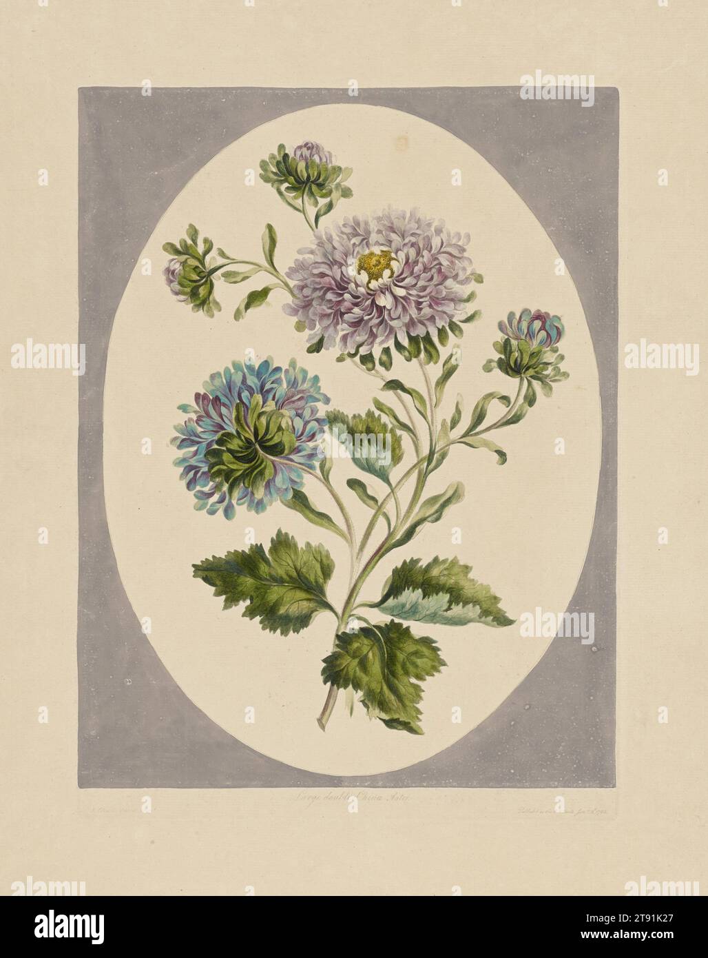 Large Double-China Aster, January 2, 1793, John Edwards, English, 1763 - 1806, 13 1/4 x 9 3/4 in. (33.66 x 24.77 cm) (plate), Hand-colored etching, printed in pale ink, England, 18th century Stock Photo