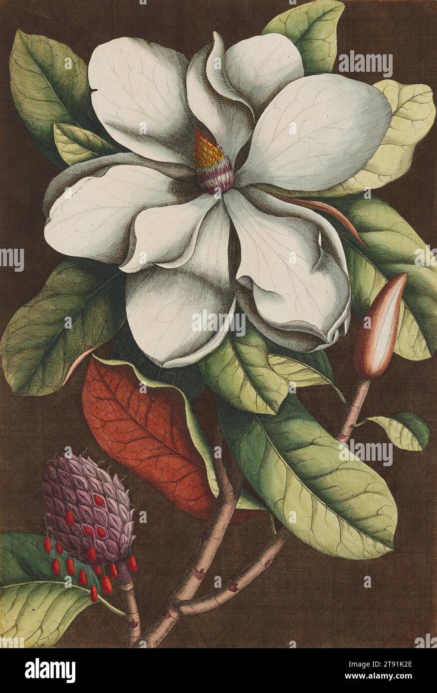 Magnolia grandiflora (The Laurel Tree of Carolina), c. 1743 (3rd ed. 1771), Georg Dionysius Ehret; Etcher: Georg Dionysius Ehret; Publisher: Mark Catesby, English, 1682/83 - 1749, 19 1/2 x 13 in. (49.53 x 33.02 cm) (sheet, margins cut), Hand-colored etching, England, 18th century, Mark Catesby's Natural History was the first published account of the plants and animals of North America. It was also the first natural history book to include large-scale color plates. He lived in Virginia from 1712 to 1719 and in Carolina from 1722 to 1726. Stock Photo