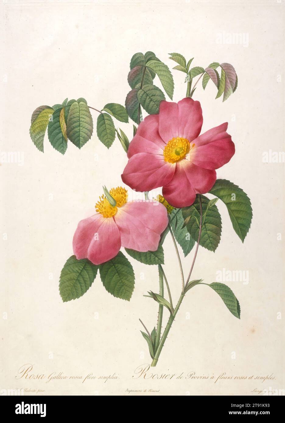 Rosier de Provinsi a fleurs roses et simples, from La Couronne Des Roses, 1817-1824, After Pierre-Joseph Redouté; Engraver: François Langlois (called Ciartres), French, Flemish (active France), 1759–1840, 14 x 18 1/8 in. (35.56 x 46.04 cm) (plate), Stipple engraving, color-printed, finished by hand, France, 19th century Stock Photo