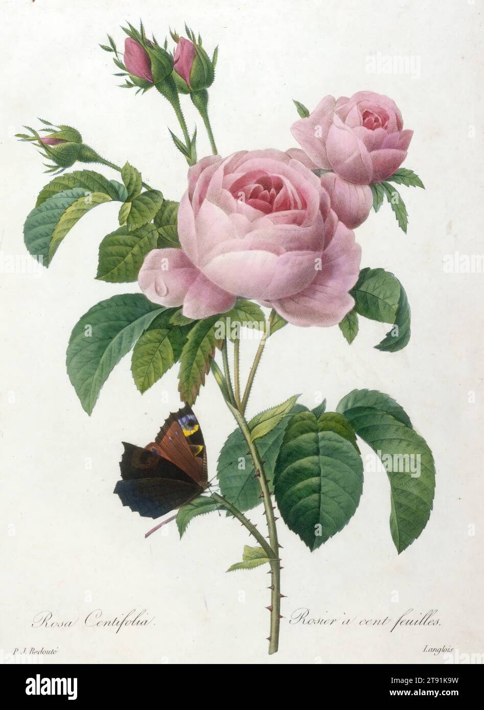 Rosier a cent feuilles, from Choix Des Plus Belle Fleurs et des Plus Beaux Fruits, 1827, François Langlois (called Ciartres); Artist: after Pierre-Joseph Redouté, French, Flemish (active France), 1759–1840, 10 3/4 x 8 1/4 in. (27.31 x 20.96 cm) (plate), Color stipple engraving, with additional hand-coloring, France, 19th century Stock Photo