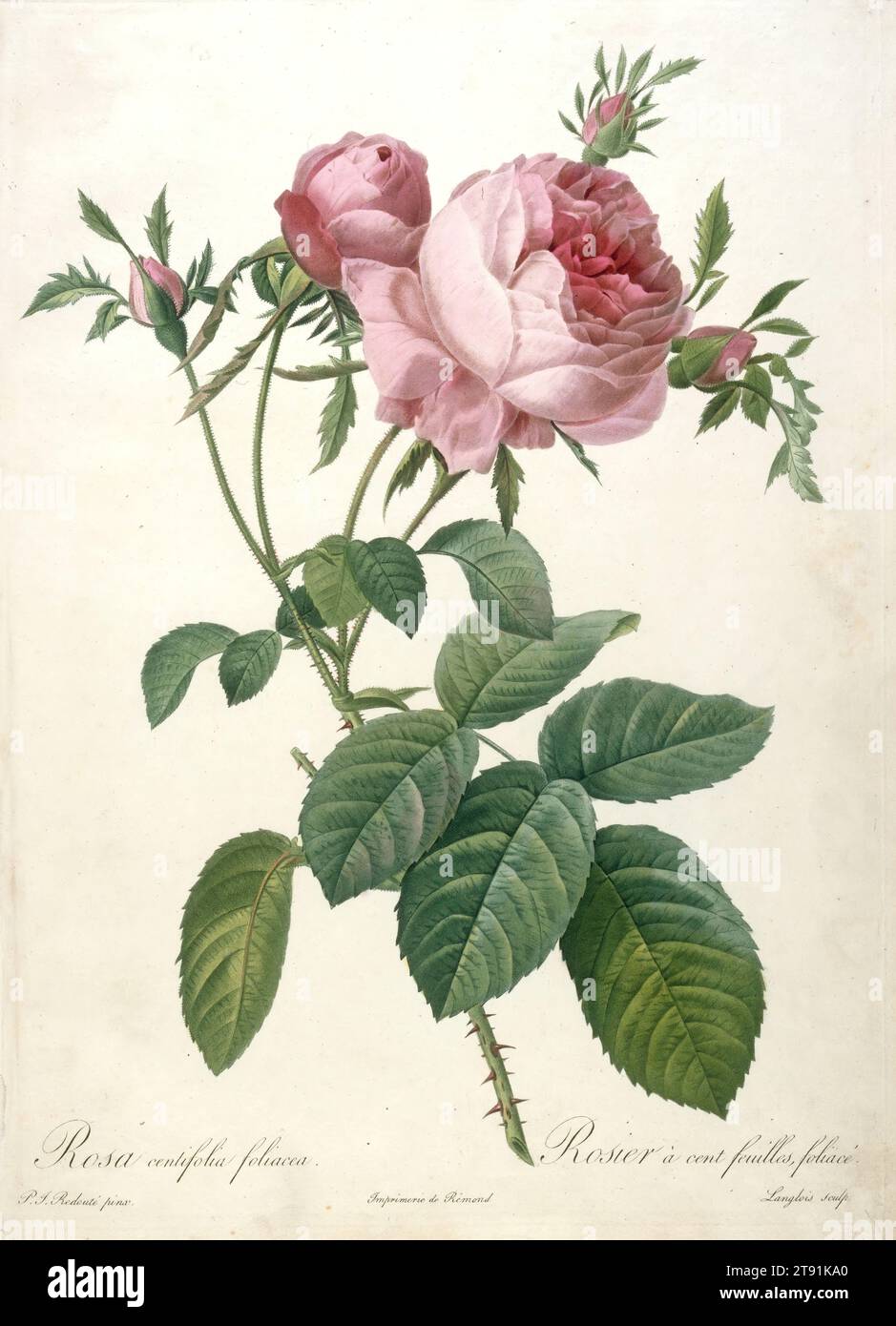 Rosier a cent feuilles, foliace, from Les Roses, 1817-1824, François Langlois (called Ciartres); Artist: after Pierre-Joseph Redouté, French, Flemish (active France), 1759–1840, 13 7/8 x 10 1/8 in. (35.24 x 25.72 cm) (plate), Stipple engraving, color-printed, finished by hand, France, 19th century Stock Photo