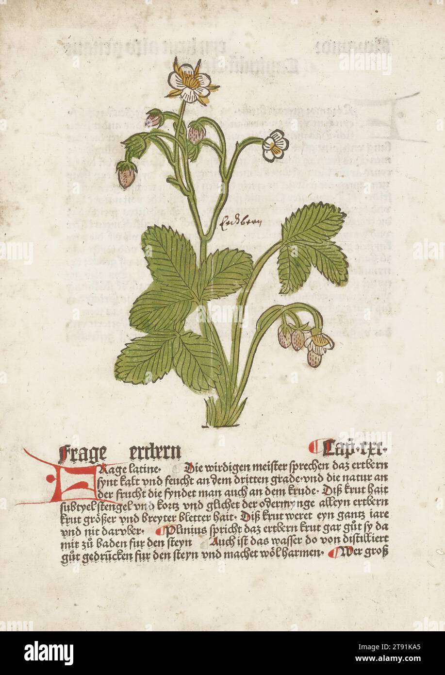 Frage, from Gart der Gesundheit (Mainz, 1485), 1485, Johannes de Cuba
