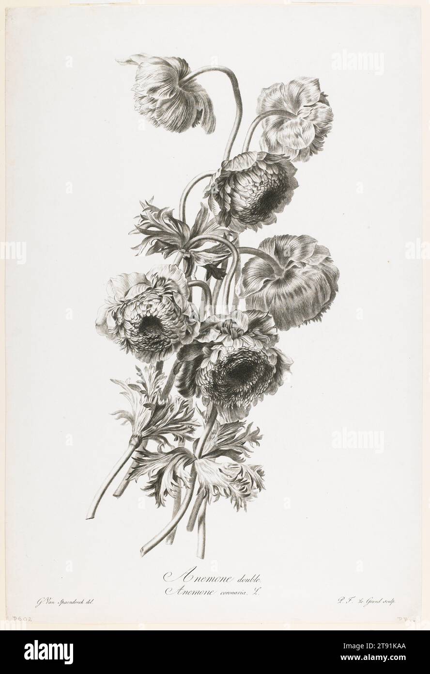 Anemone Double From Fleurs Dessinees D Apres Nature C 1800 Gerard