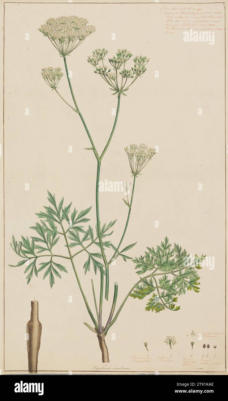 Ligusticum cornubiense (Cornish Lovage), 1792 (published 1793), James Sowerby; Author: Inscribed notes by Sir James Edward Smith; Publisher: Sir James Edward Smith, English, 1759 - 1828, 17 1/2 x 10 7/8 in. (44.45 x 27.62 cm) (sheet), Hand-colored engraving, England, 18th century Stock Photo
