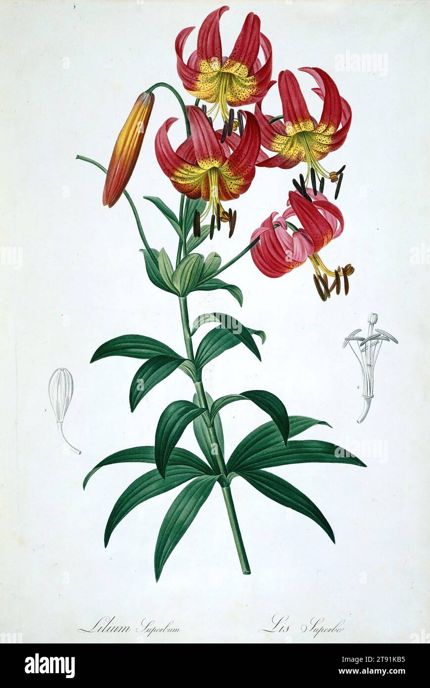 Lilium superbum (Superb Lily), 1805, de Gouy; Artist: After Pierre-Joseph Redouté, French, Flemish (active France), 1759–1840, 20 1/8 x 13 7/8 in. (51.12 x 35.24 cm) (sheet, margins cut), Color stipple engraving with hand-coloring, Belgium, 19th century, Botanical illustrators working in the fifteenth and sixteenth centuries devoted themselves to the medicinal qualities of plants and sought to render plant structure and function as precisely as they could. Later, European explorers brought specimens back from exotic locales, and artists carefully reproduced them for an audience Stock Photo