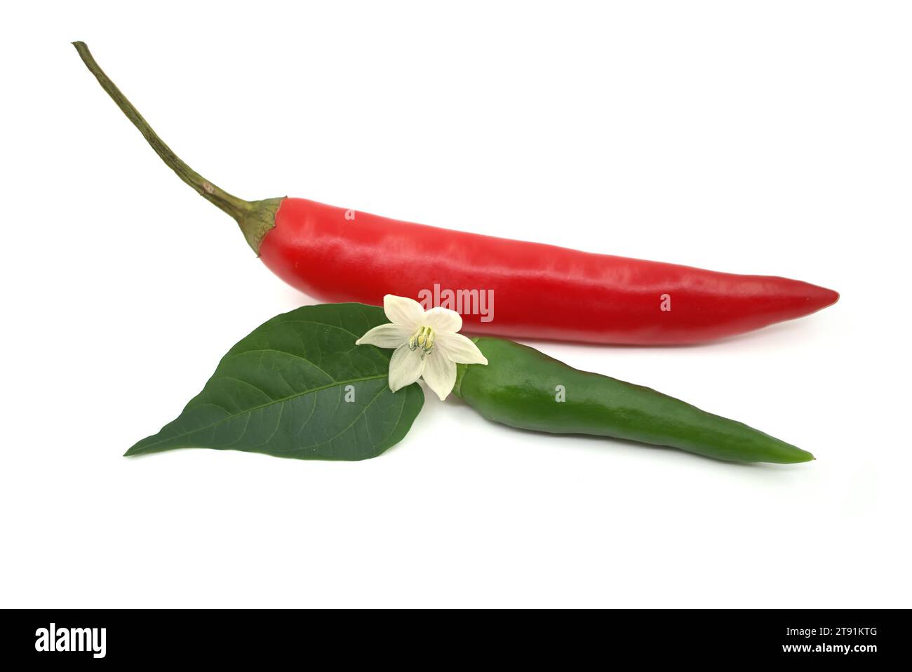 Two red and green chili peppers and flower is placed in between them, adding a touch of color and beauty to the composition Stock Photo