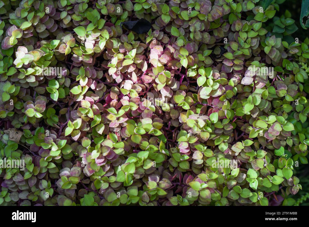 Callisia repens Pink Panther plant close up top view Stock Photo