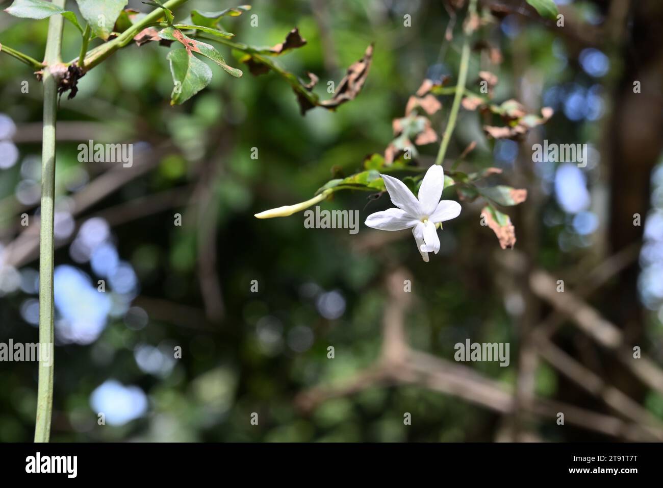 A fragrant white colored Royal jasmine flower (Jasminum grandiflorum) bloomed throughout the night time and now is in direct sunlight. This plant has Stock Photo