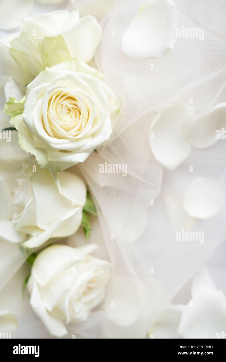 Image of large roses and petals Stock Photo