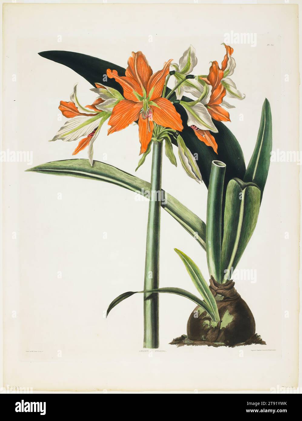 Amaryllis fulgida (Striped-tubed Amaryllis), 1831-1834, Priscilla Susan Bury; Engraver: Robert Havell, Jr.; Publisher: Robert Havell, Jr., American (born England), American (born England), 1793 - 1878, 22 3/4 × 17 5/8 in. (57.79 × 44.77 cm) (plate)29 3/4 × 23 3/4 × 1 1/8 in. (75.57 × 60.33 × 2.86 cm) (outer frame), Color aquatint with hand-coloring, England, 19th century Stock Photo
